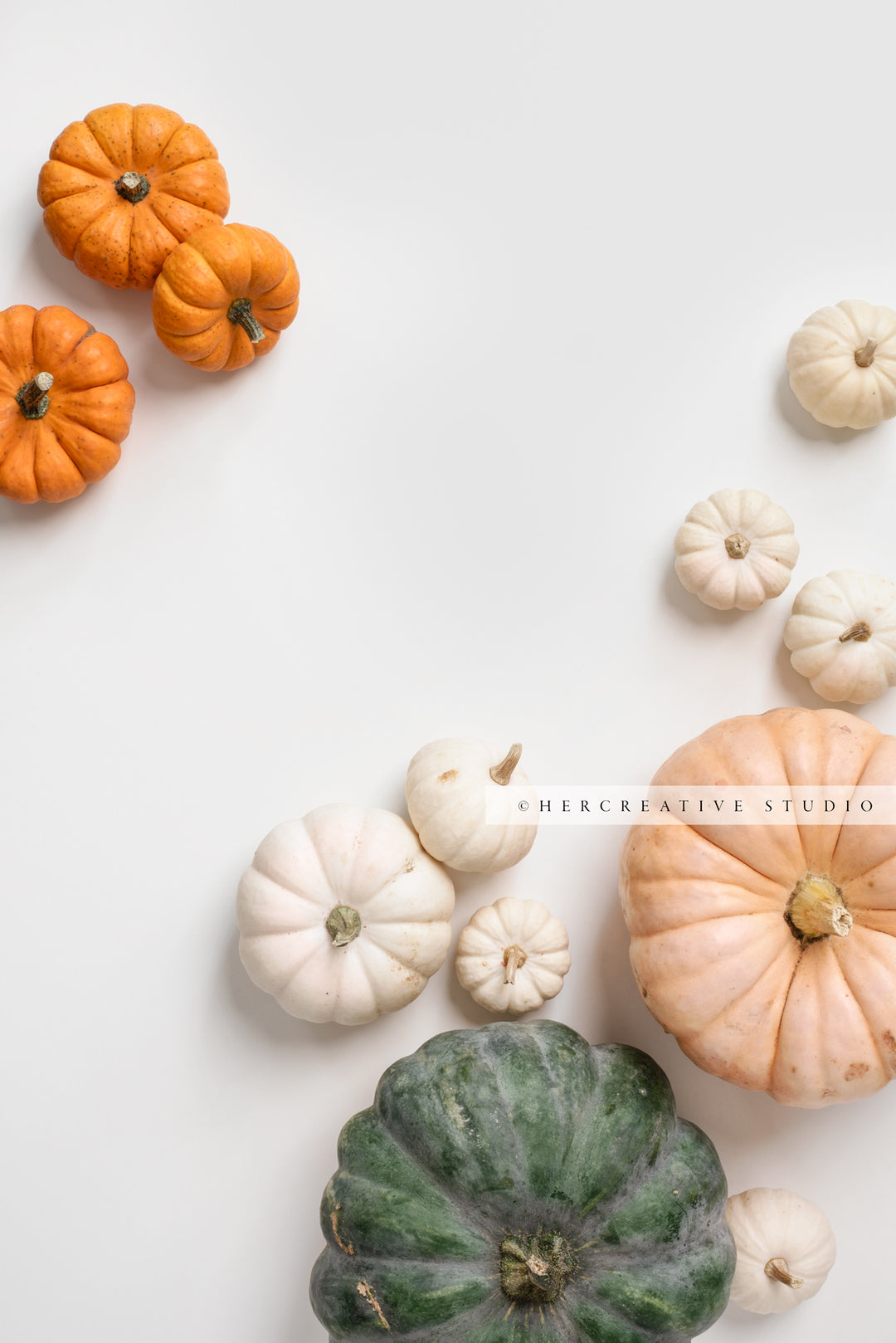 Pumpkins on White Background 4. Digital Stock Image.