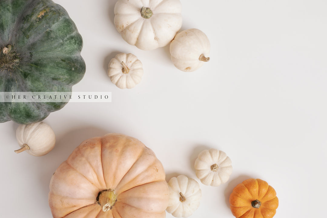 Fall Pumpkin on White Background 2. Digital Stock Image.