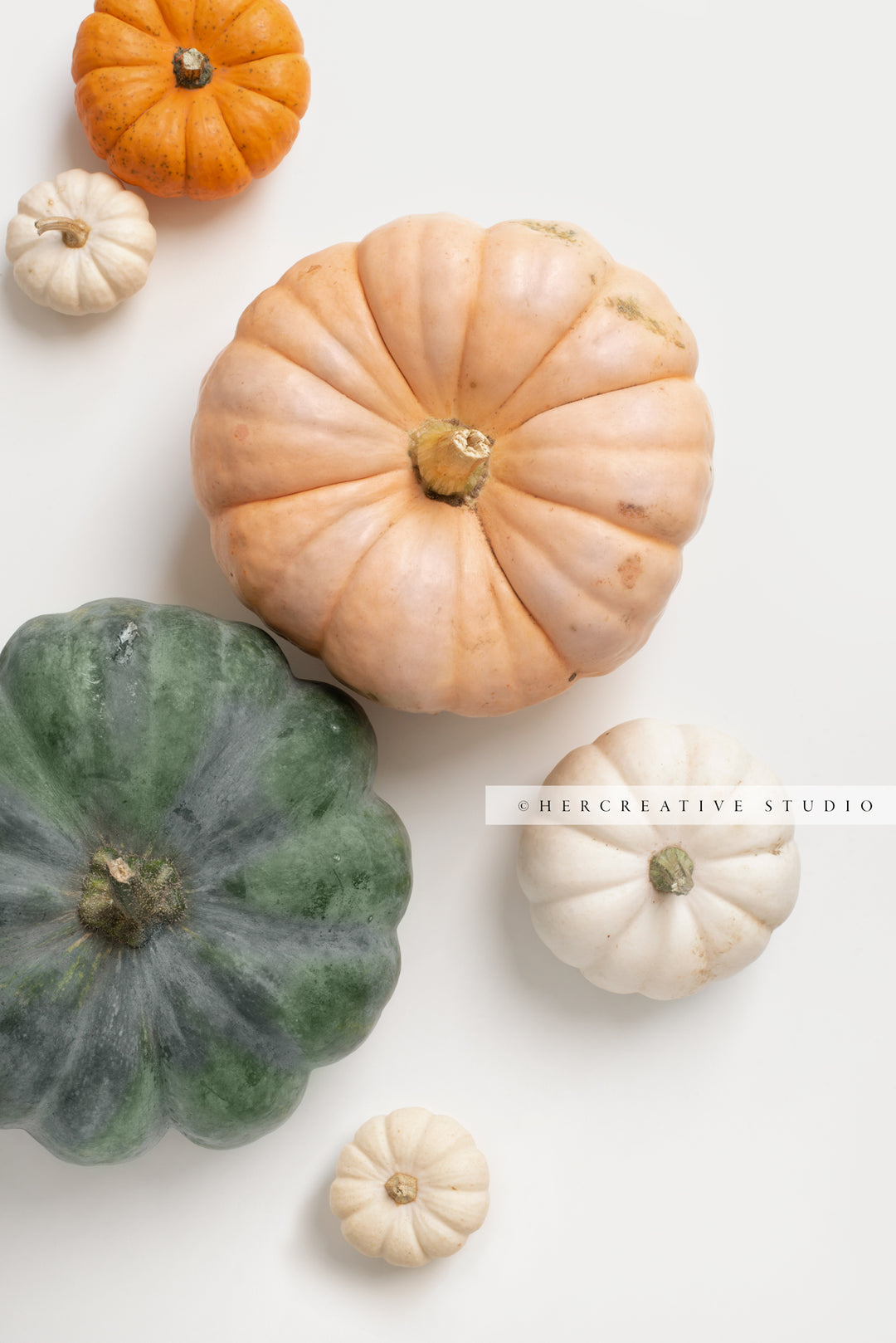 Pumpkins on White Background 2. Digital Stock Image.