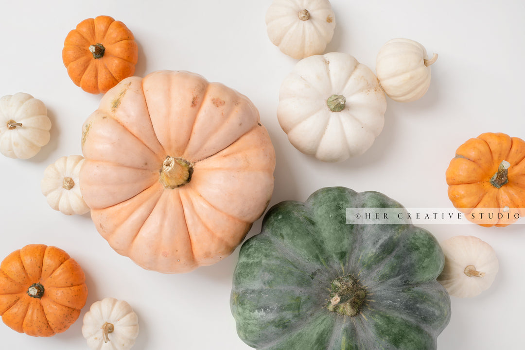 Fall Pumpkin on White Background. Digital Stock Image.