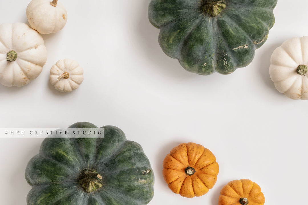 Fall Pumpkin on White Background 3. Digital Stock Image.