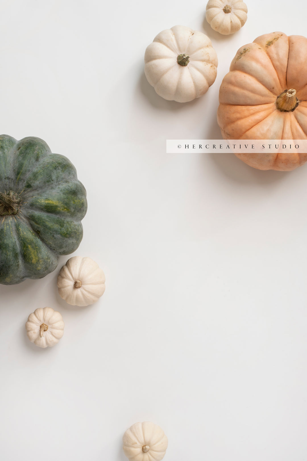 Pumpkins on White Background 7. Digital Stock Image.