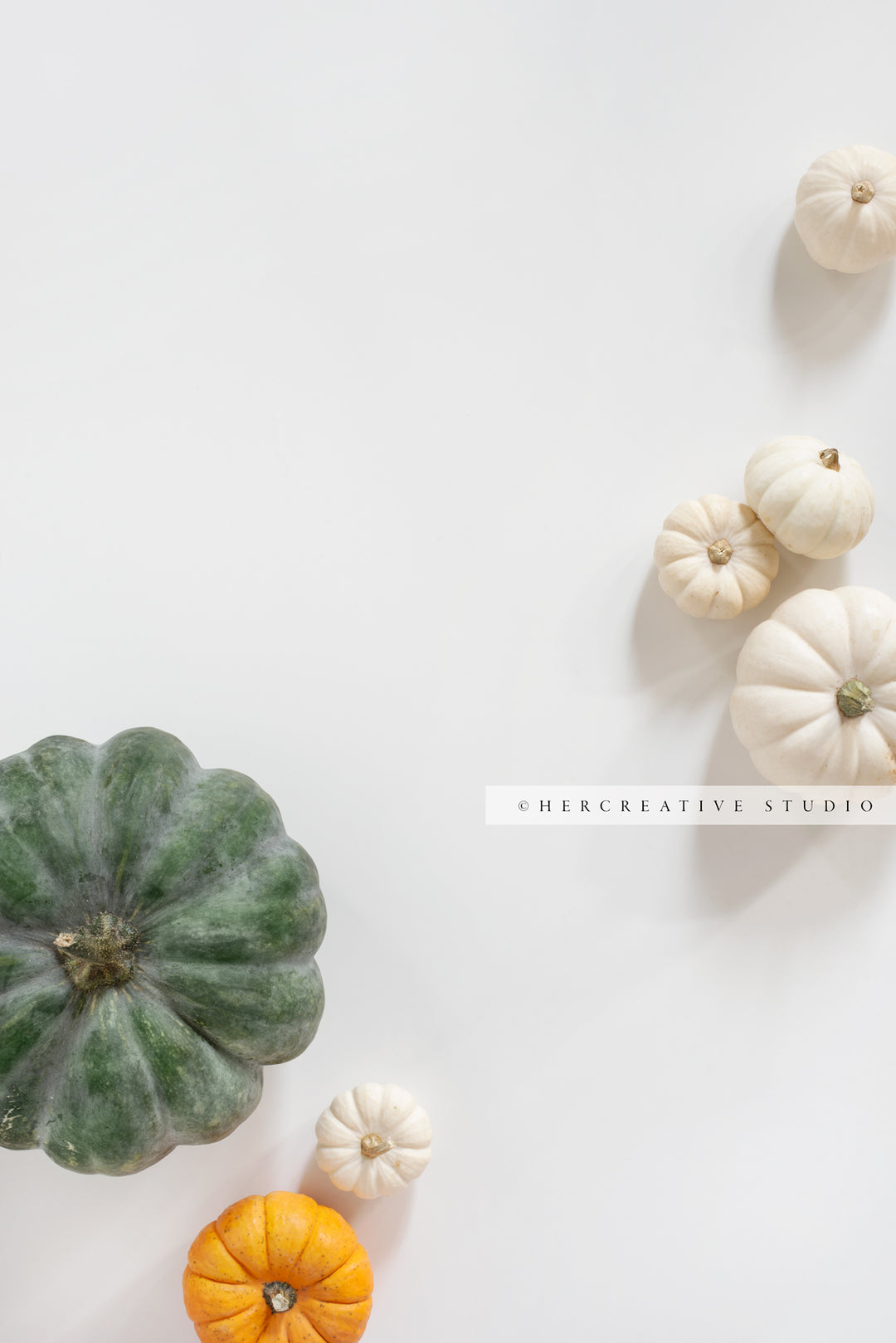 Pumpkins on White Background 8. Digital Stock Image.