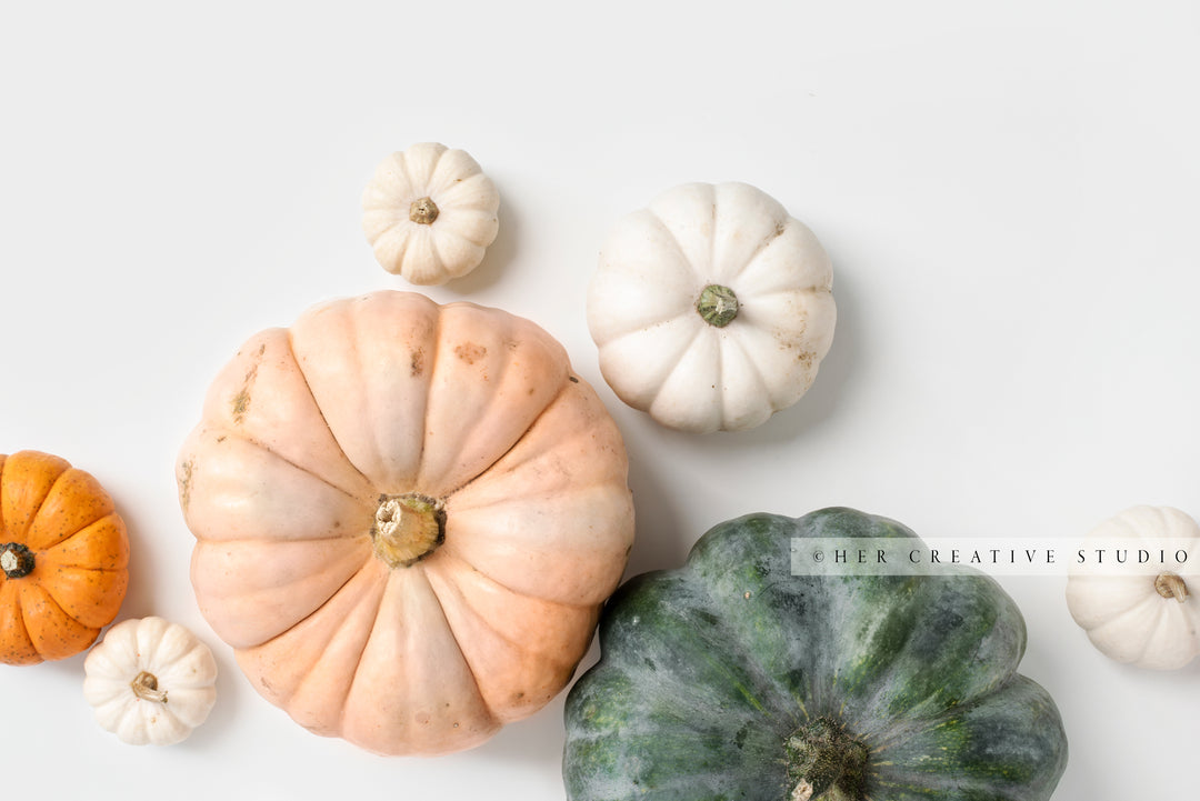 Fall Pumpkin on White Background 5. Digital Stock Image.