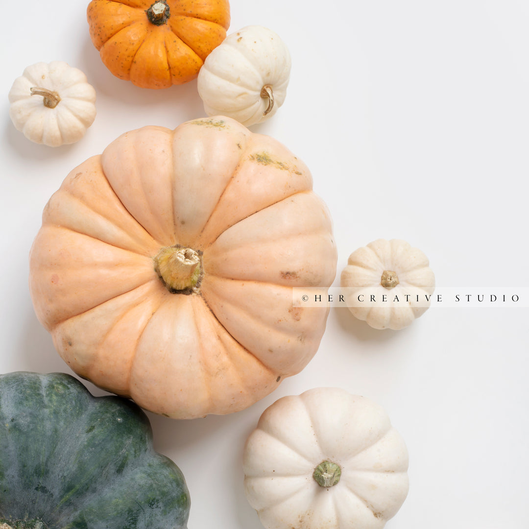 Pumpkins on White Background. Digital Stock Image.
