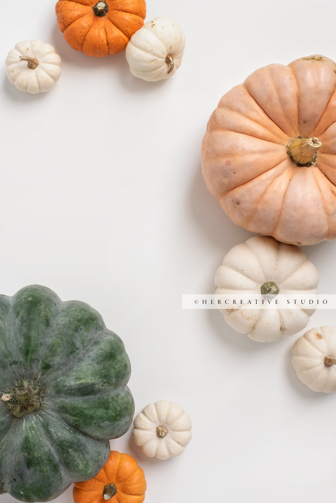 Pumpkins on White Background 6. Digital Stock Image.