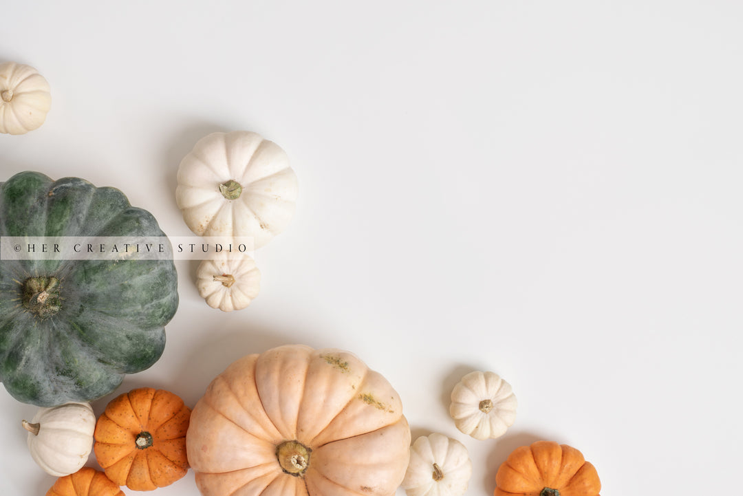 Fall Pumpkin on White Background 4. Digital Stock Image.