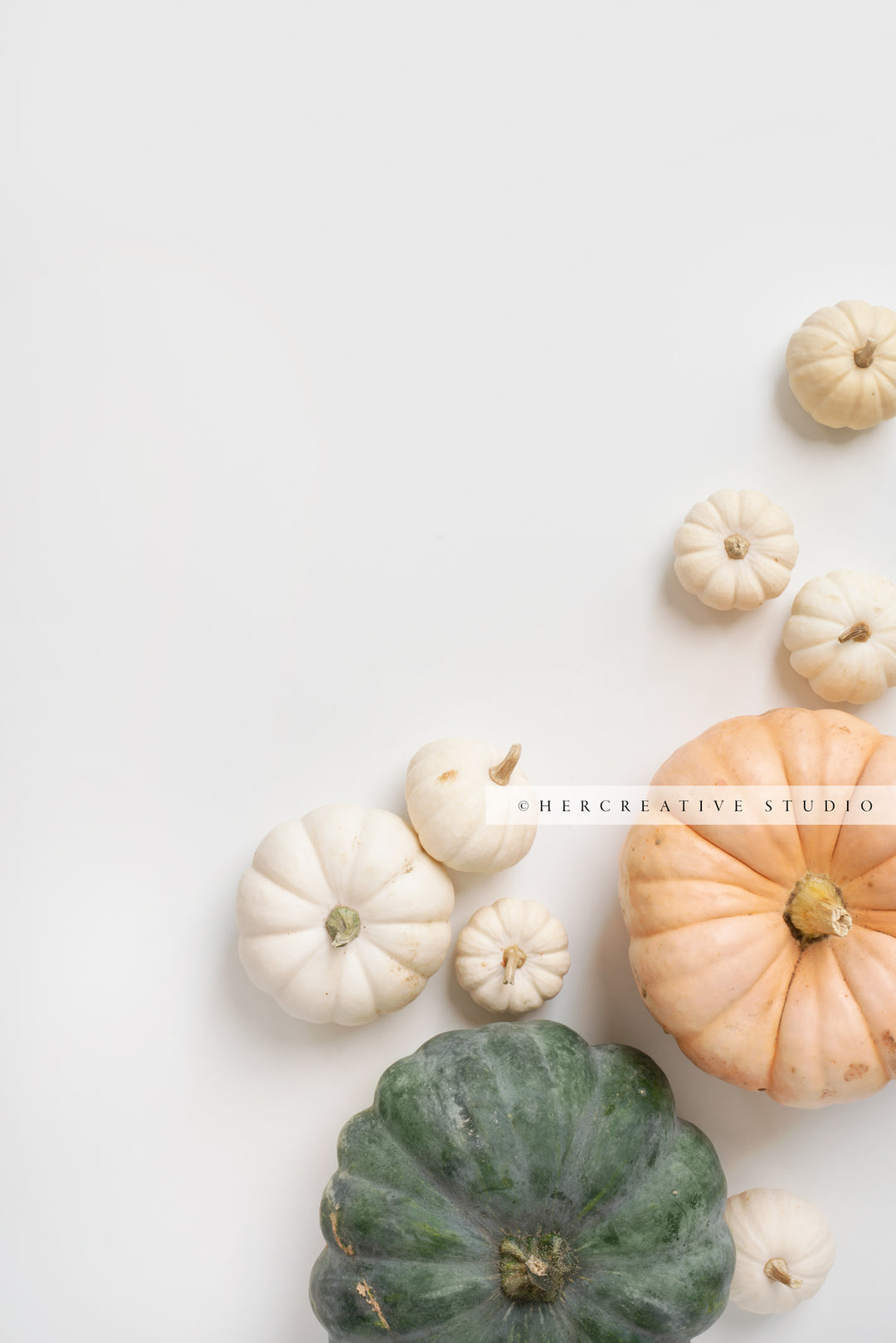 Pumpkins on White Background 5. Digital Stock Image.
