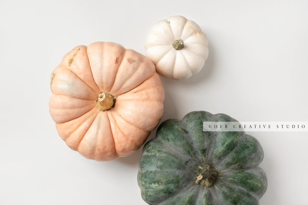 Fall Pumpkin on White Background 6. Digital Stock Image.