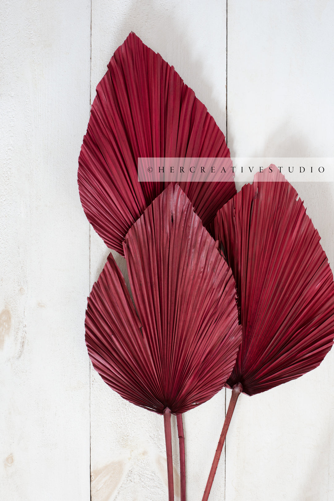Dried Palm, Red on White Background
