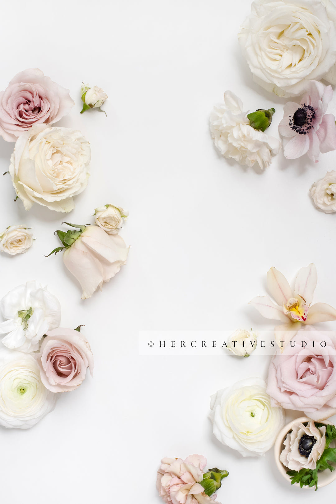 Pretty Pink and White Flowers on White Background, Styled Stock Image