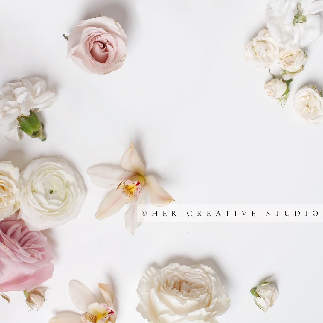 Orchids & Roses on White Background, Styled Stock Image