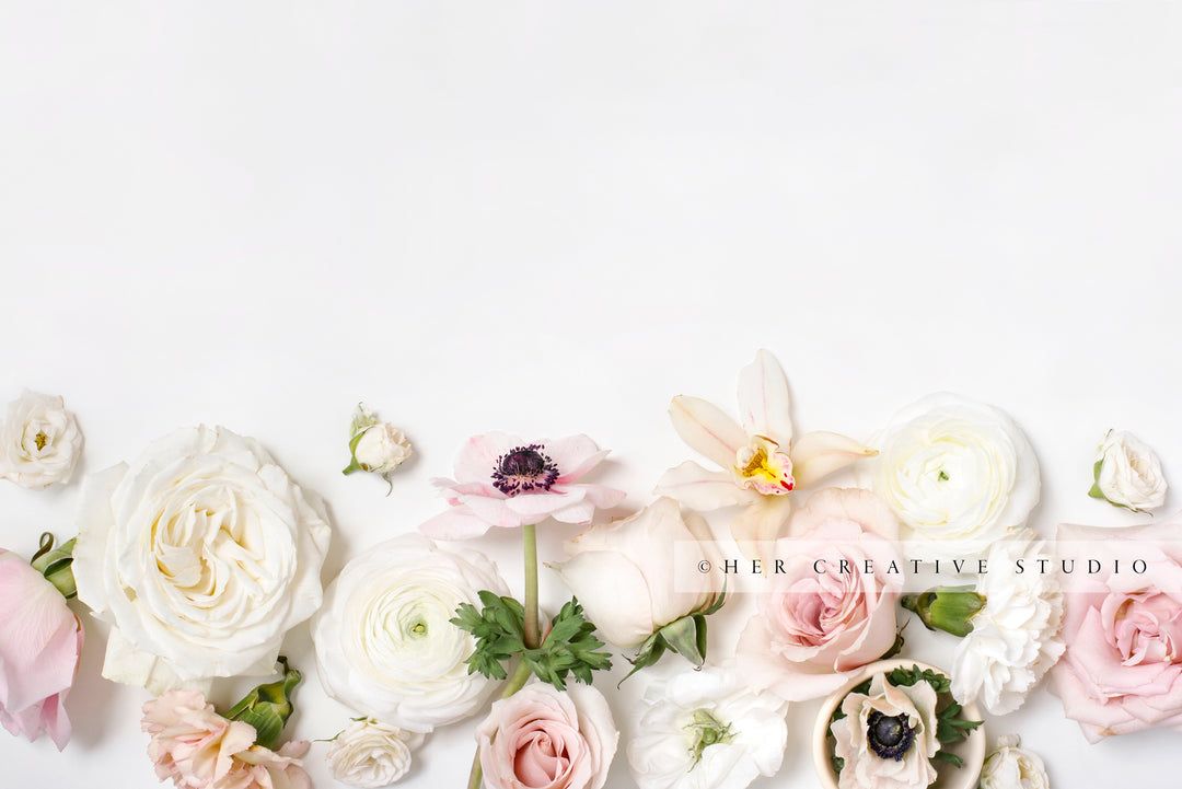 Pretty Flowers on White Background, Stock Image