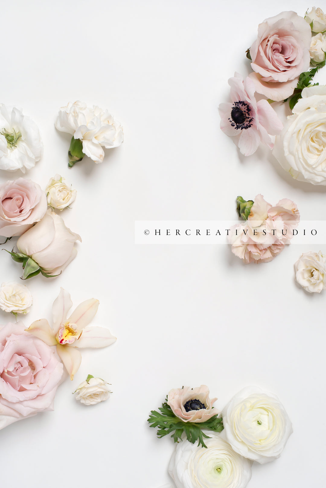 Roses, Orchids & Anemone on White Background, Styled Stock Image