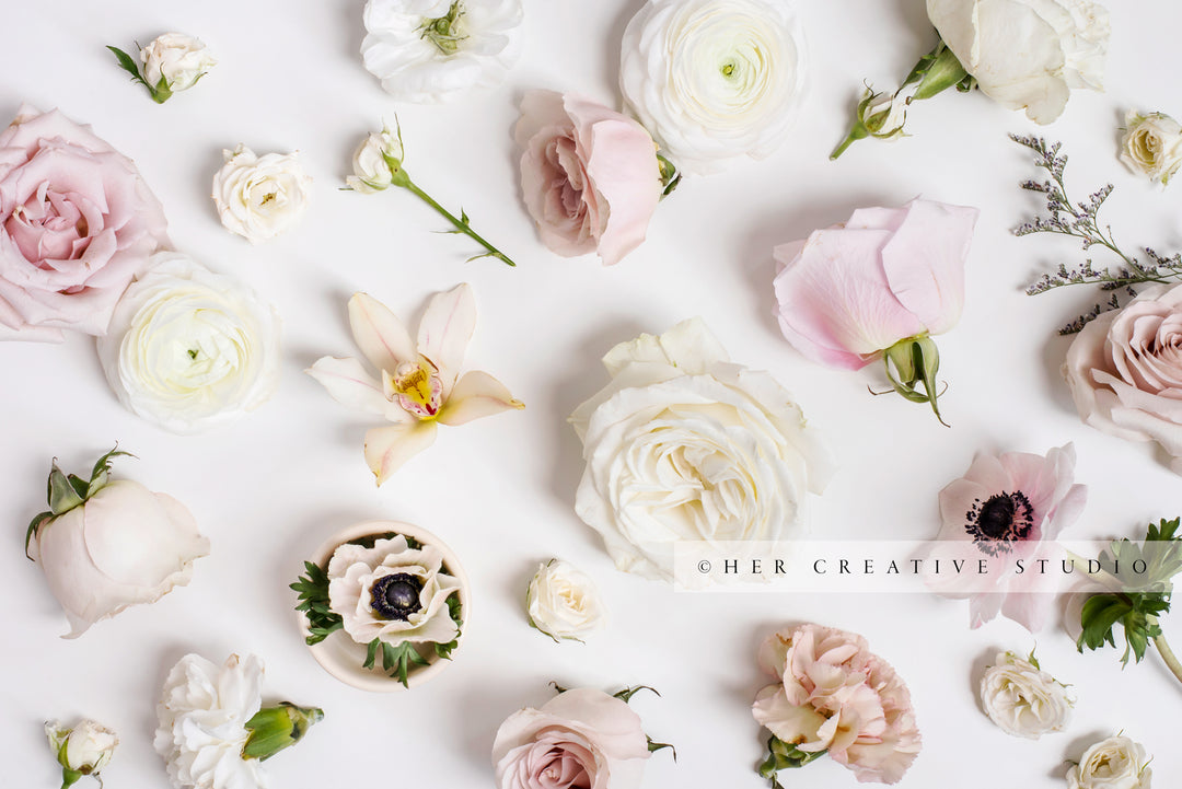 Pretty Flowers on a White Background, Stock Image