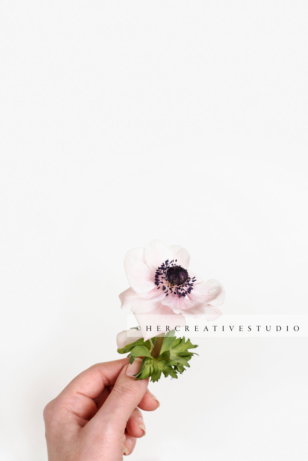 Hand Holding a Pink Anemone, Styled Stock Image