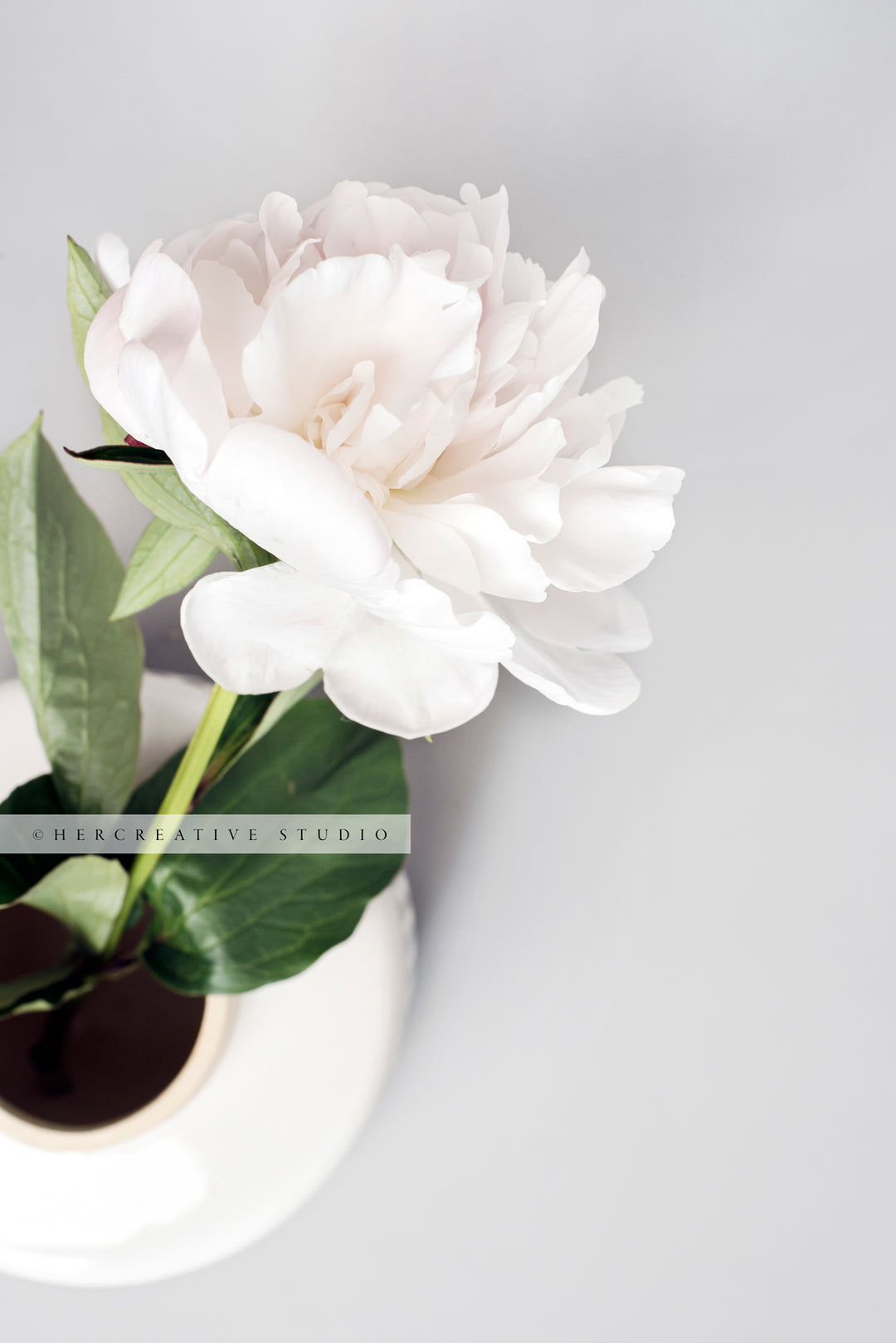 Peony in a vase on Grey Background. Stock Image