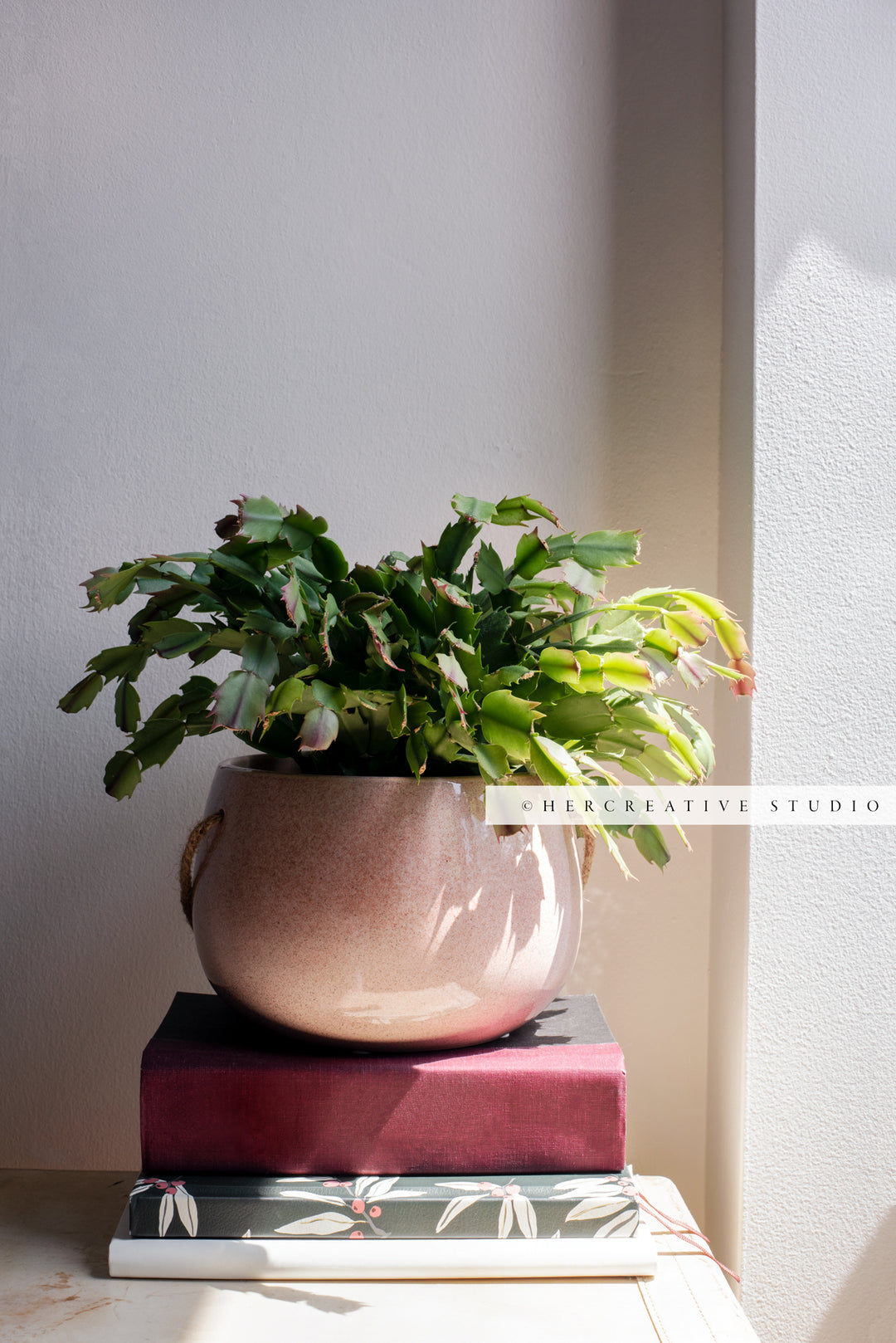 Green Plant on Notebbooks in Sunshine, Stock Image