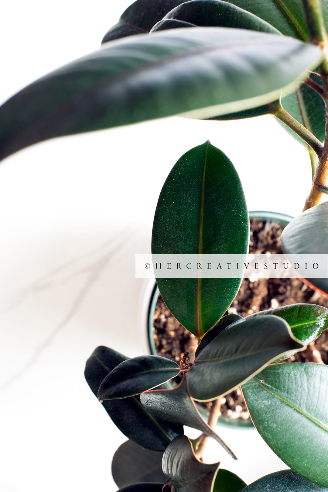 Green Rubber Plant, Styled Stock Image