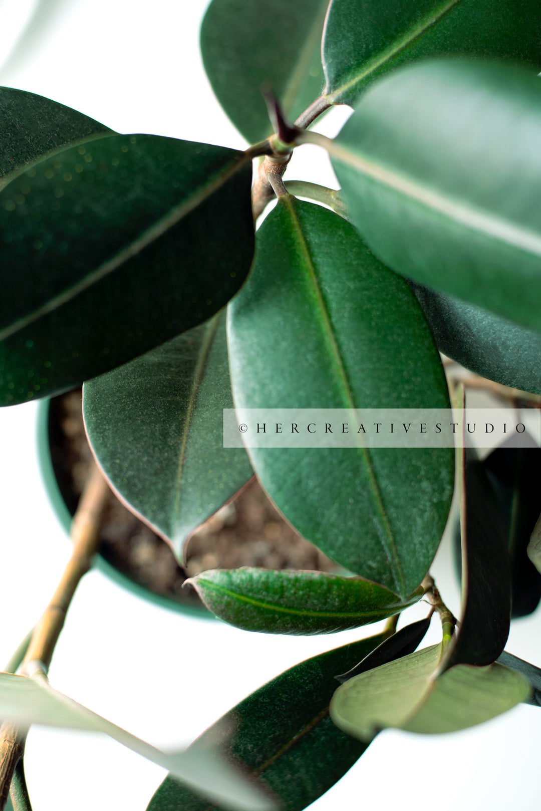 Rubber Plant, Styled Stock Image